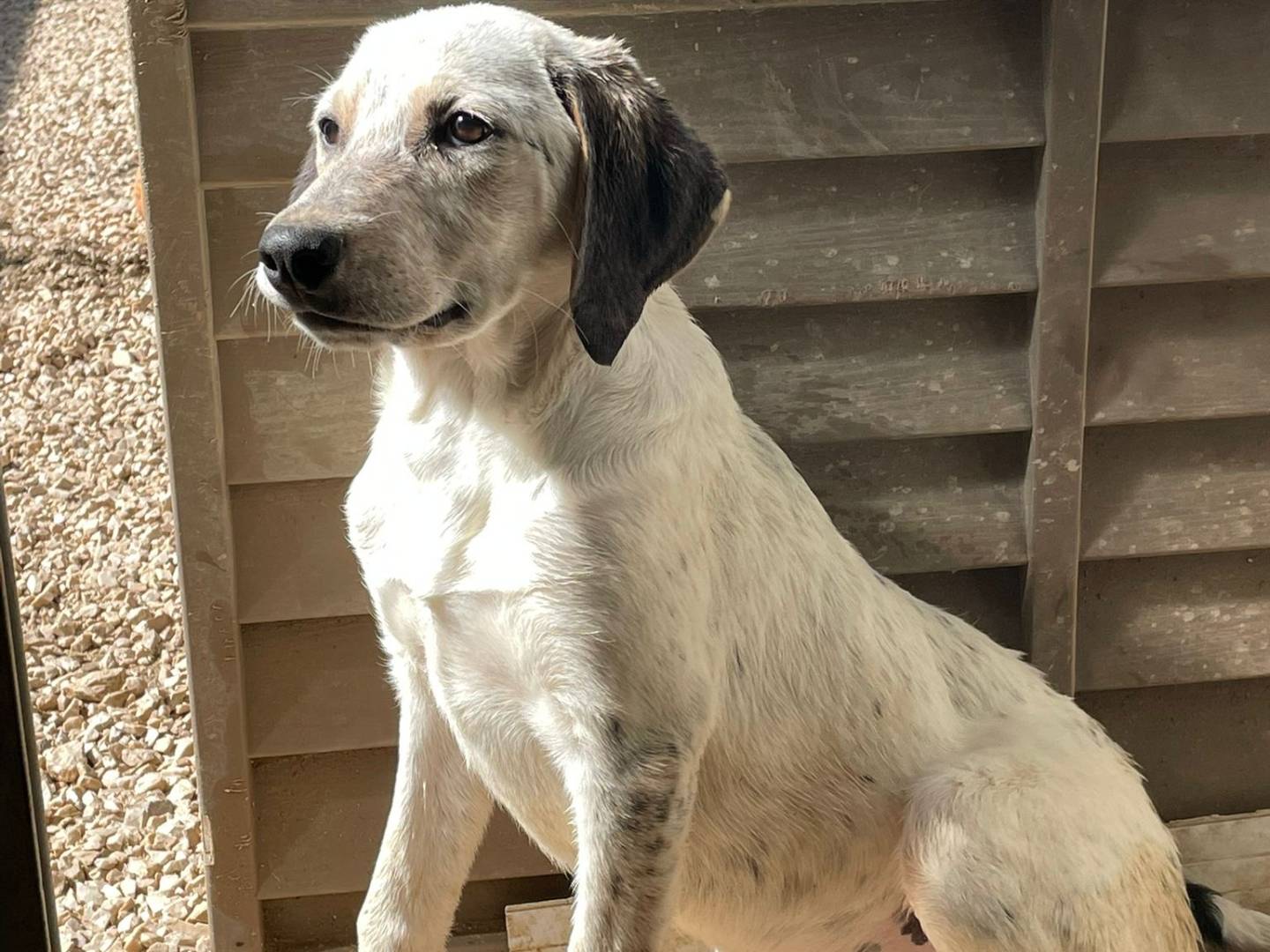 Adotta un cane, taglia media, femmina, Frosinone
