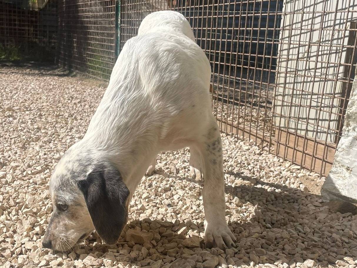 Adotta il cane SIRIETTA a Frosinone