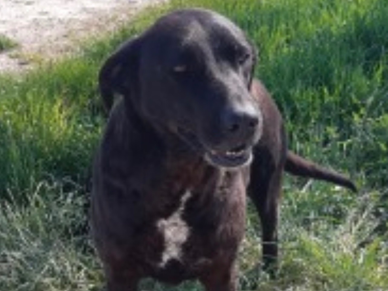 Adozione cane, maschio, Razza sconosciuta Razza sconosciuta, 7 anni, taglia media, Piacenza