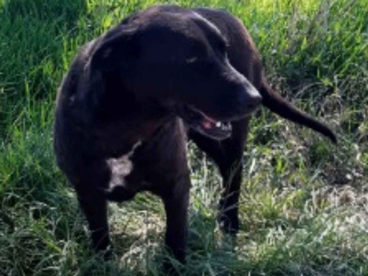 Adotta un cane, maschio, 7 anni, Piacenza