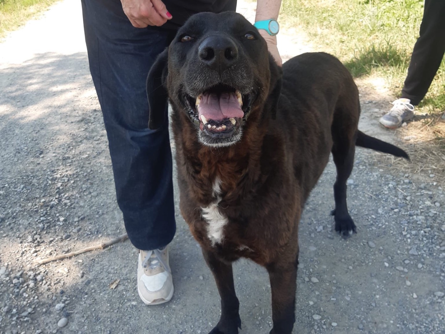 Vuoi adottare un cane a Piacenza?