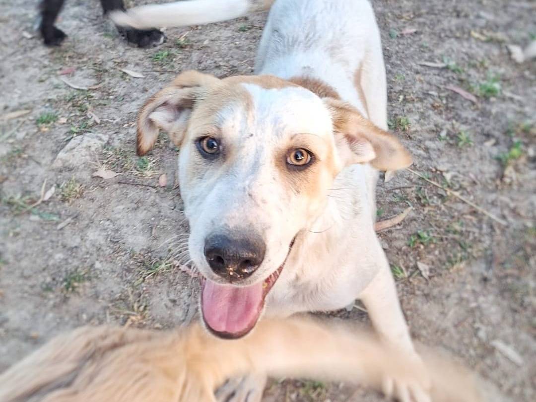 Adozione cane, maschio, Razza sconosciuta Razza sconosciuta, 4 mesi, taglia media, Crotone