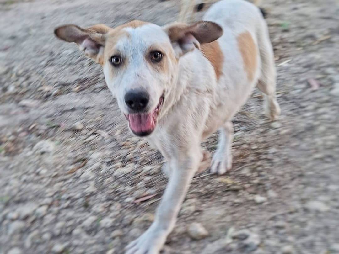 Adotta un cane, maschio, 4 mesi, Crotone