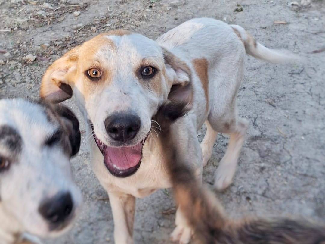 Adotta un cane, taglia media, maschio, Crotone