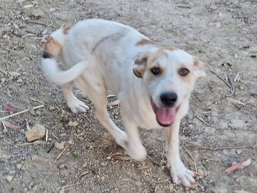 Vuoi adottare un cane a Crotone?