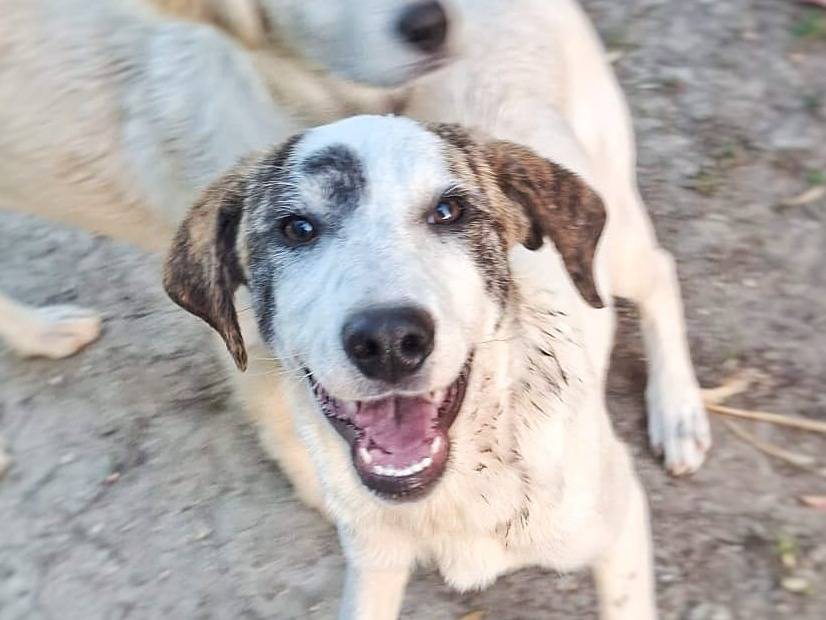 Adozione cane, femmina, Razza sconosciuta Razza sconosciuta, 4 mesi, taglia media, Crotone