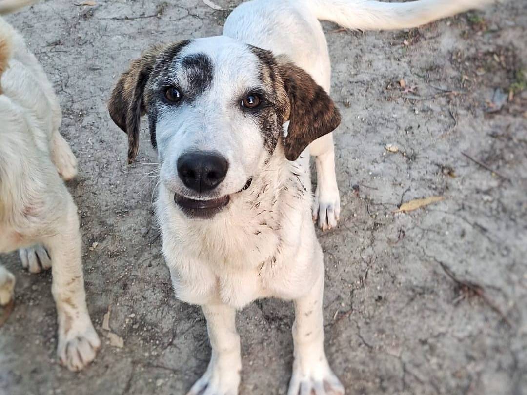 Adotta un cane, femmina, 4 mesi, Crotone