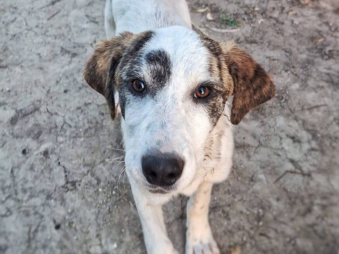 Adotta un cane, taglia media, femmina, Crotone