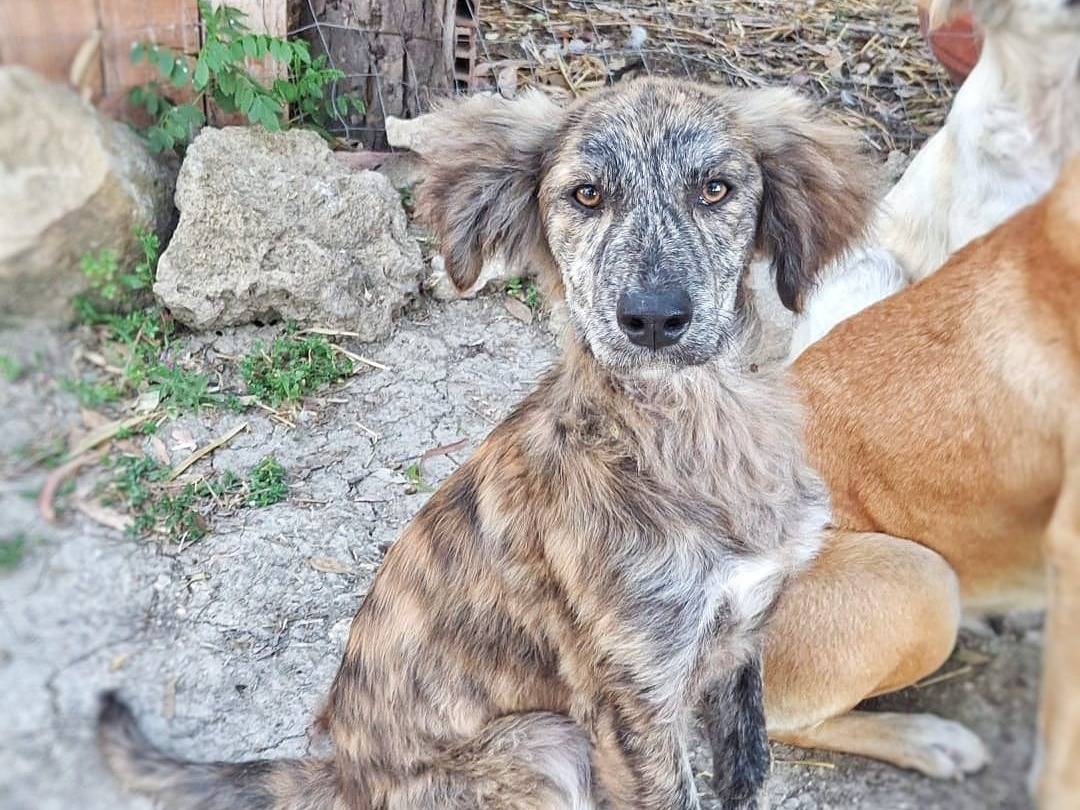 Adozione cane, femmina, Razza sconosciuta Razza sconosciuta, 4 mesi, taglia media, Crotone
