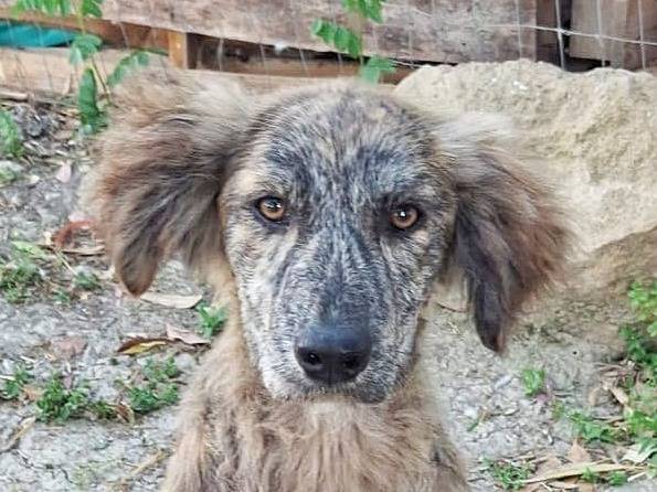 Adotta un cane, femmina, 4 mesi, Crotone