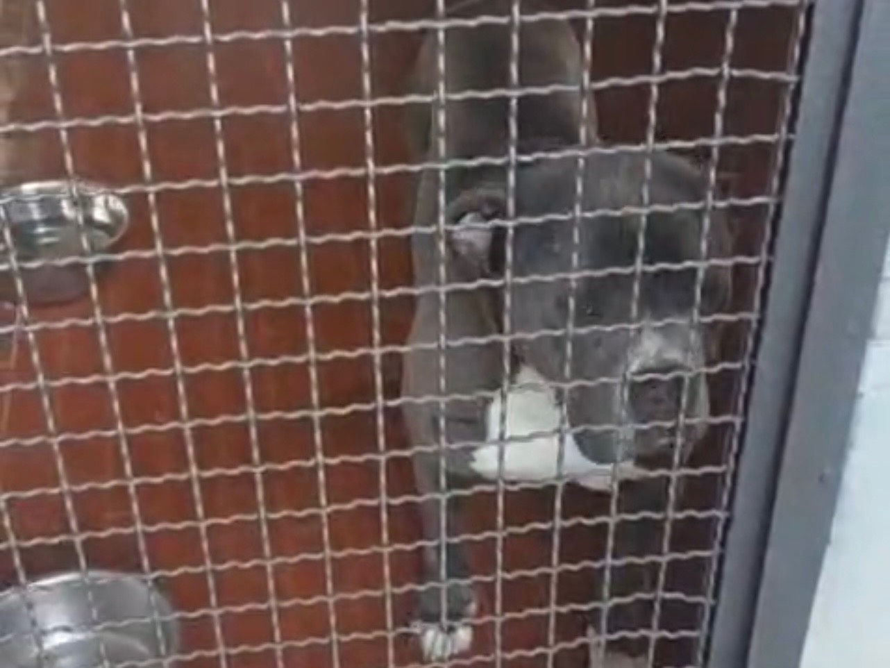 Adozione cane, maschio, Corso Razza sconosciuta, 4 anni, taglia gigante, Napoli
