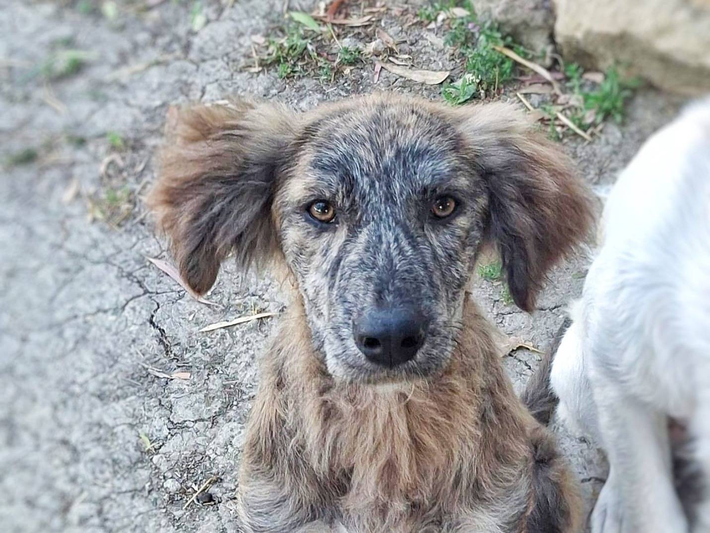 Adotta un cane, taglia media, femmina, Crotone