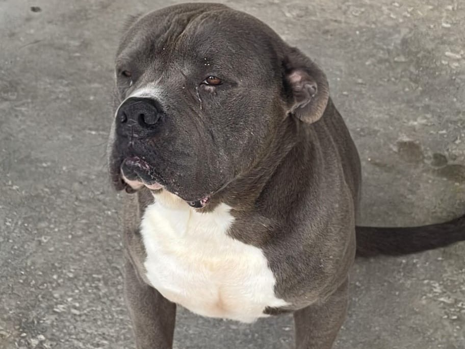 Adotta un cane, taglia gigante, maschio, Napoli