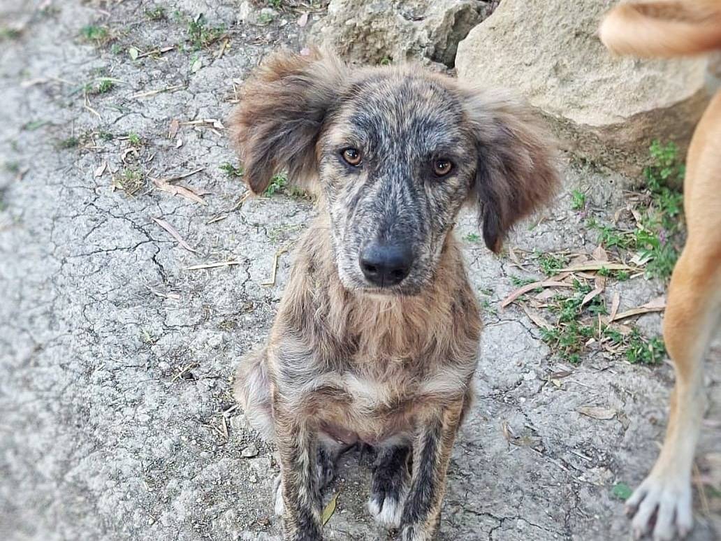 Vuoi adottare un cane a Crotone?