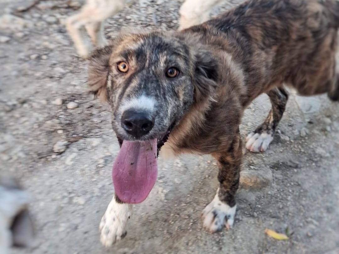 Adozione cane, femmina, Razza sconosciuta Razza sconosciuta, 4 mesi, taglia media, Crotone