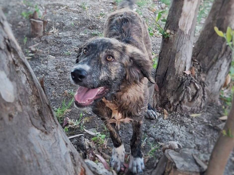 Adotta un cane, femmina, 4 mesi, Crotone