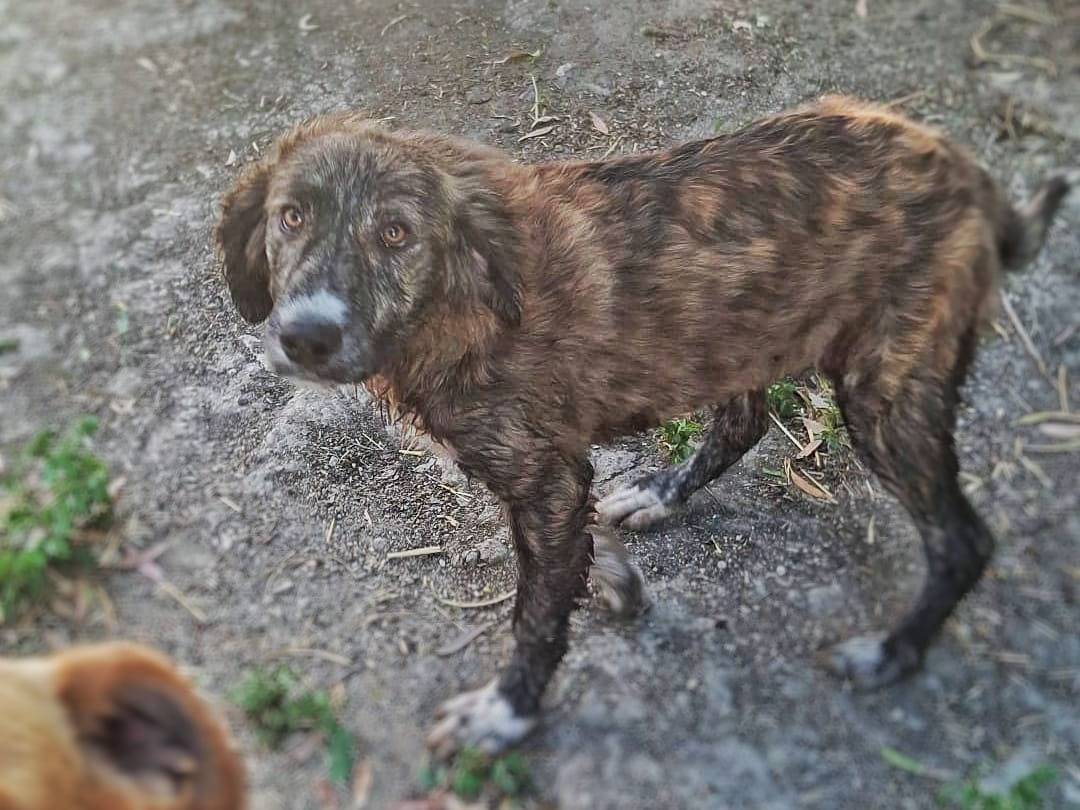 Adotta un cane, taglia media, femmina, Crotone