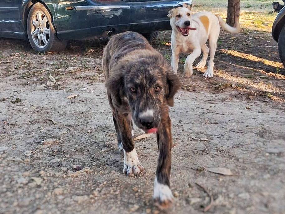 Vuoi adottare un cane a Crotone?