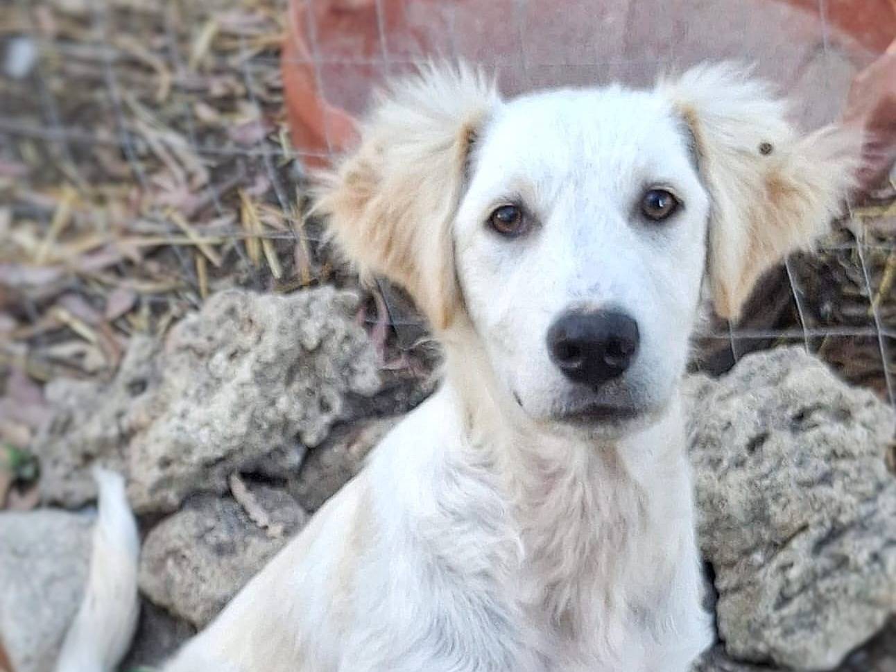 Adotta un cane, femmina, 4 mesi, Crotone
