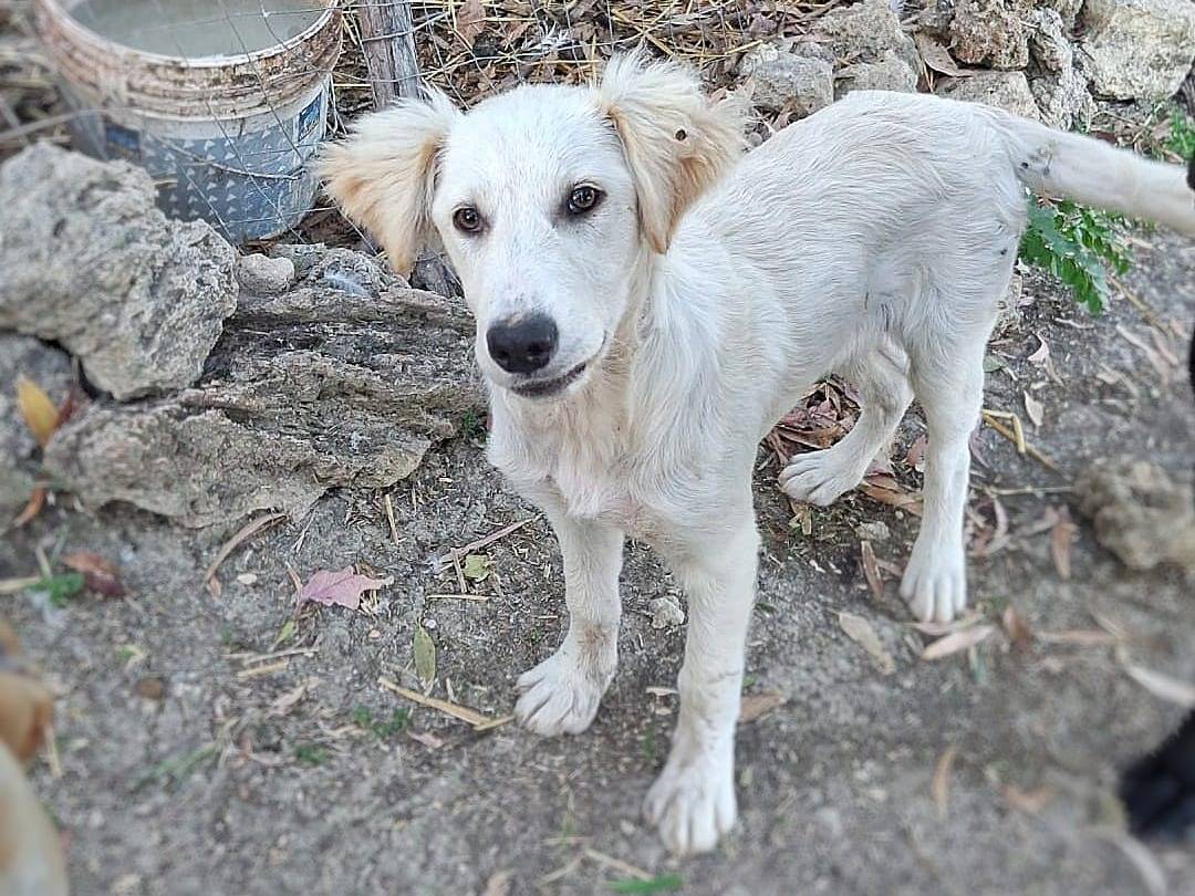 Adotta un cane, taglia media, femmina, Crotone