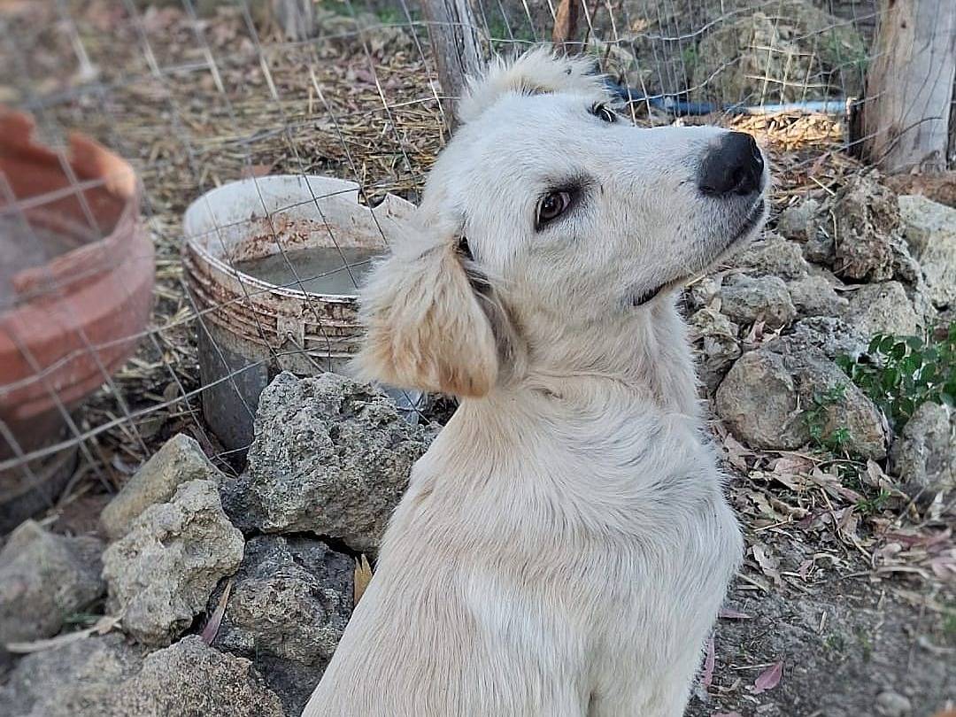 Vuoi adottare un cane a Crotone?