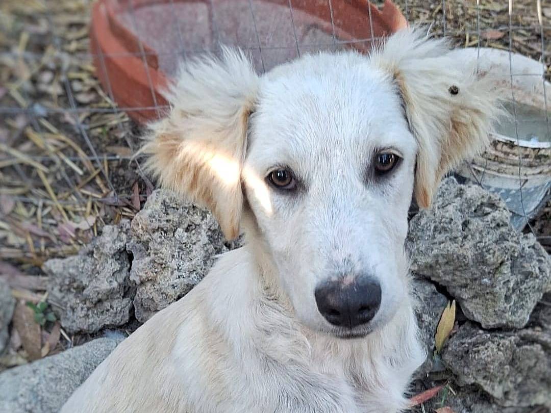 Adozione cane, femmina, Razza sconosciuta Razza sconosciuta, 4 mesi, taglia media, Crotone