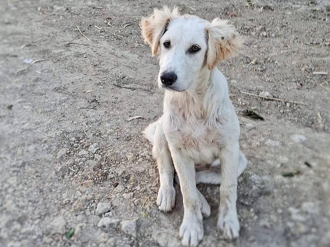 Adotta il cane Fesa a Crotone