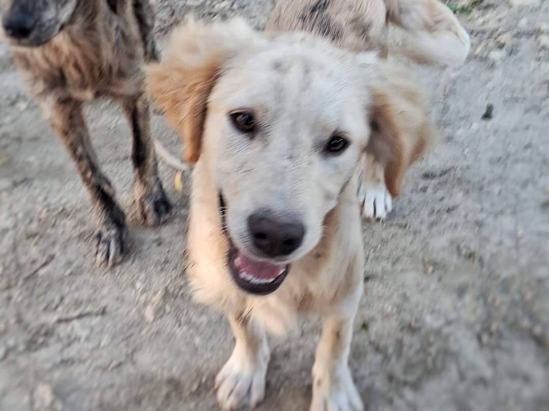 Adotta un cane, taglia media, femmina, Crotone