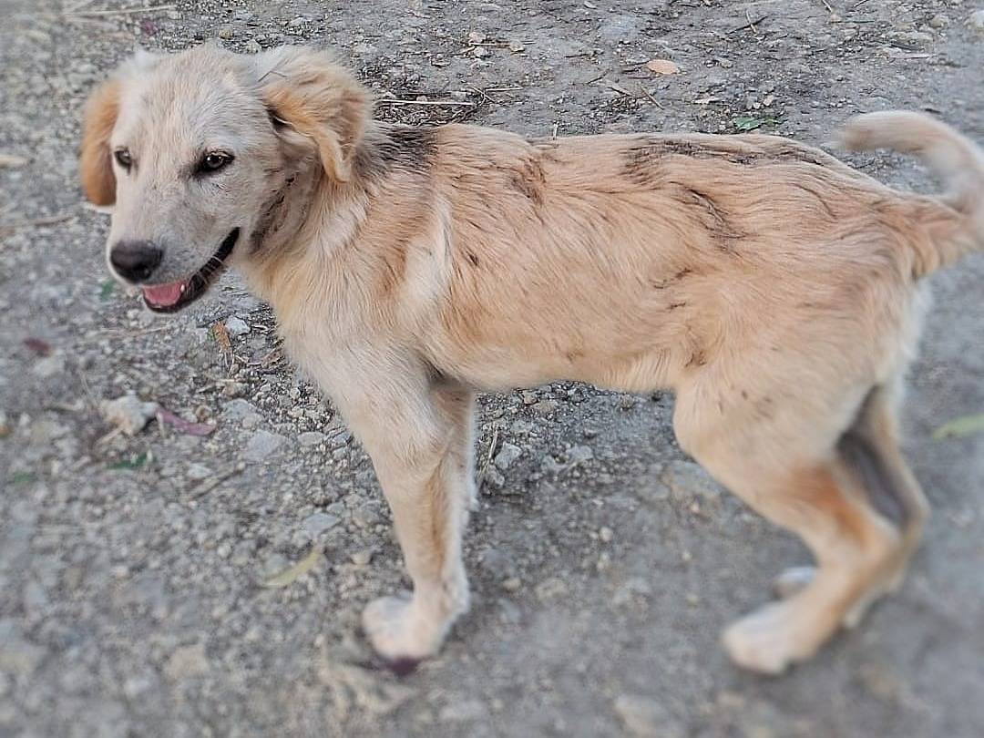 Vuoi adottare un cane a Crotone?