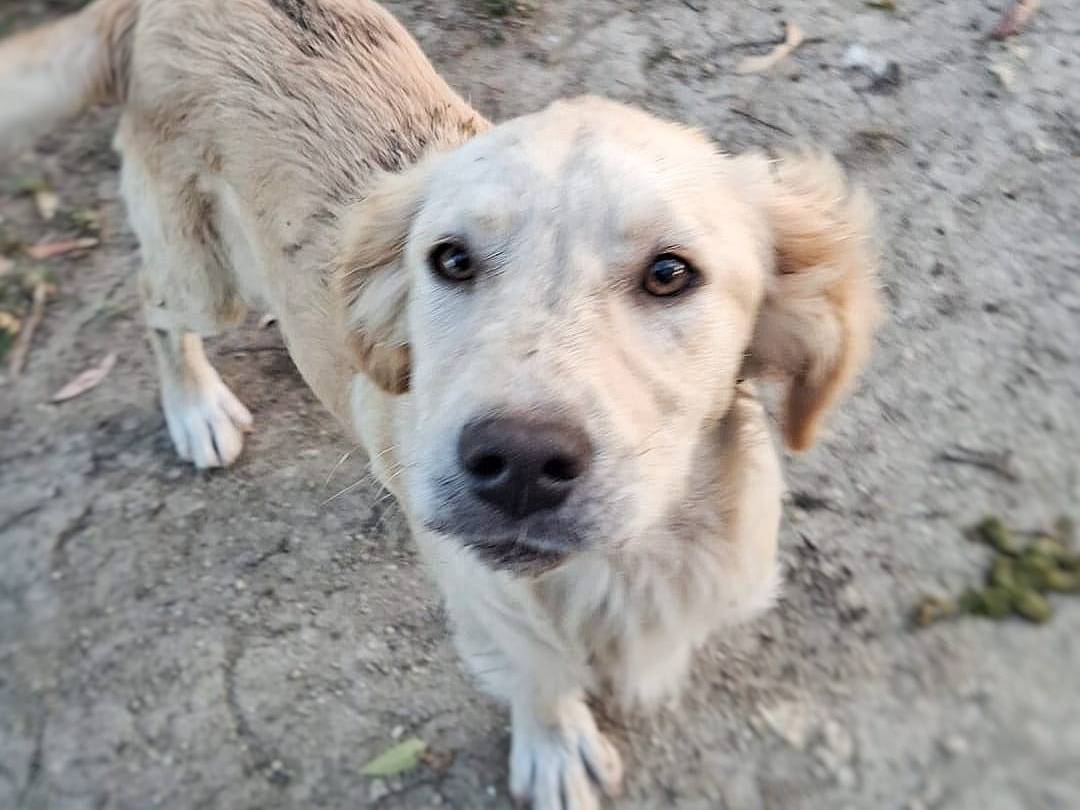 Adotta un cane, femmina, 4 mesi, Crotone