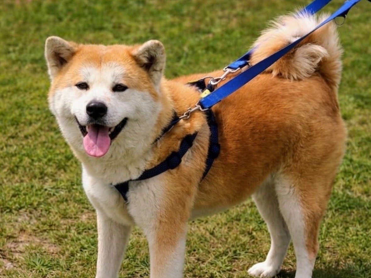 Vuoi adottare un cane a Taranto?