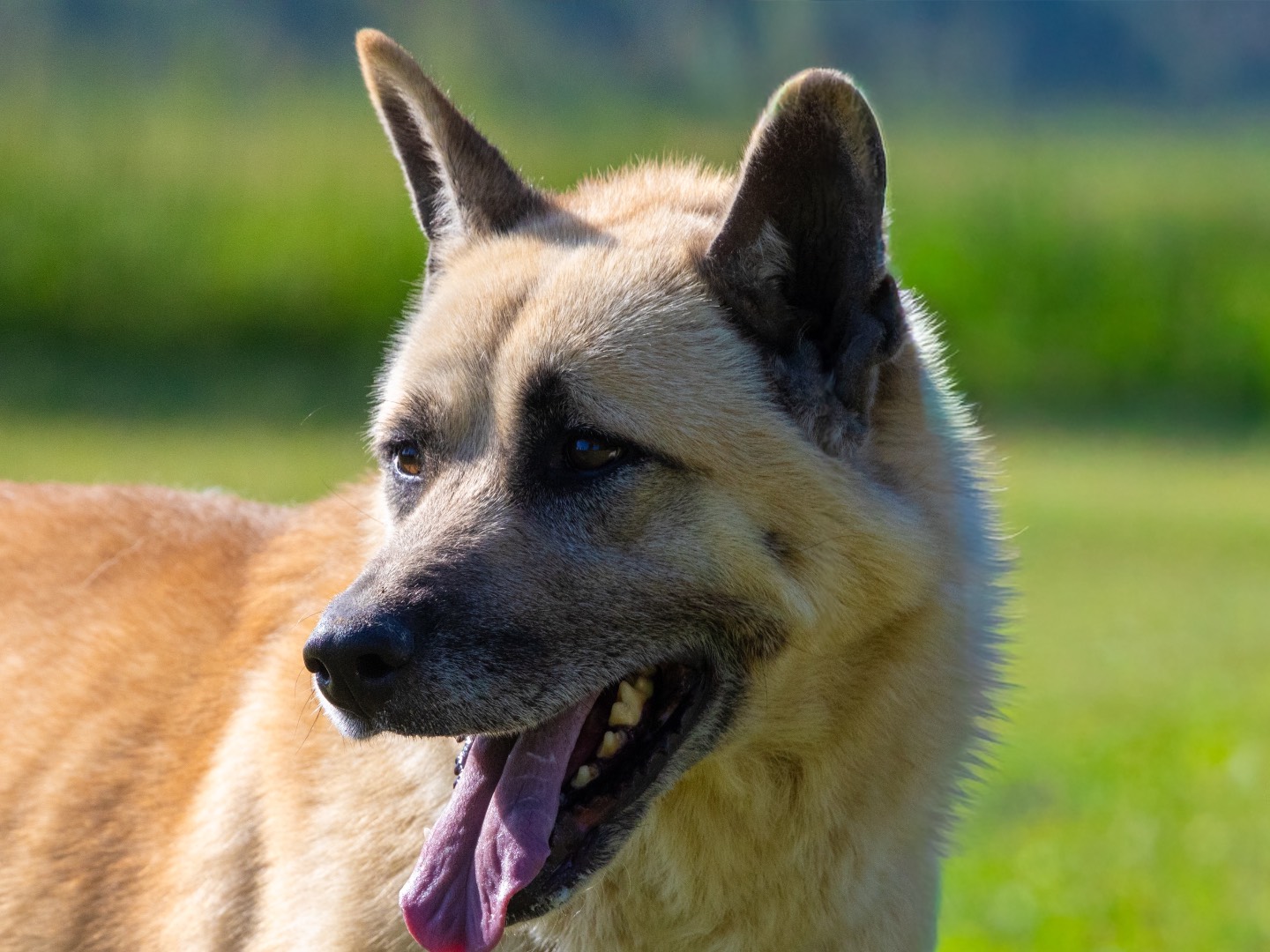 Adotta il cane Akuma a Biella