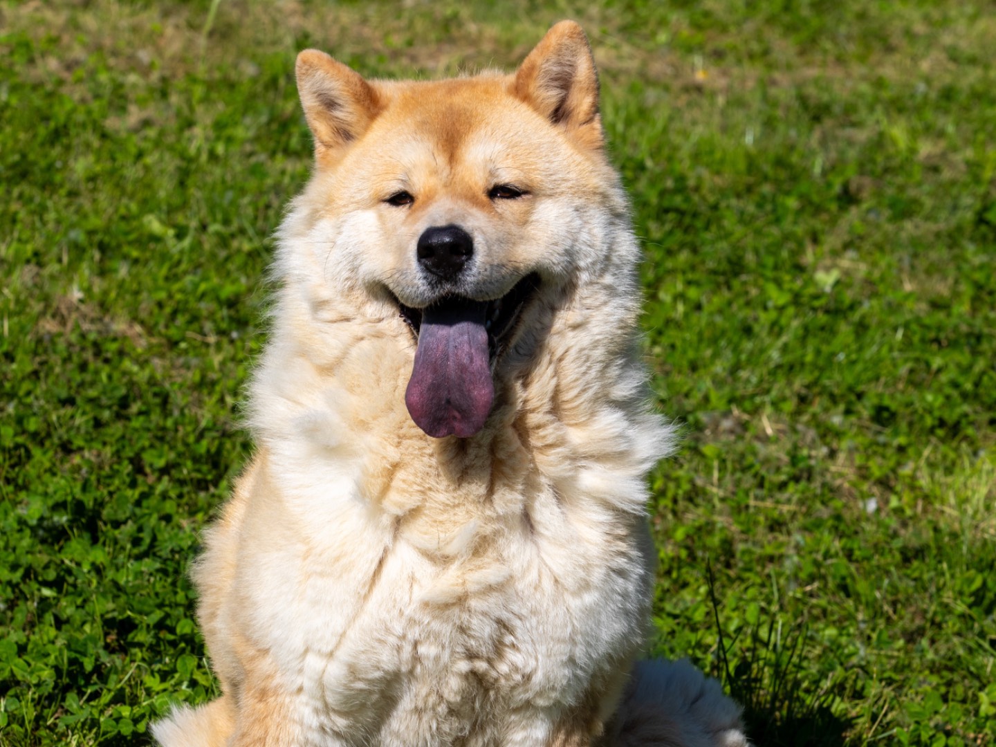 Adozione cane, femmina, Akita Chow Chow, 3 anni e 11 mesi, taglia media, Biella