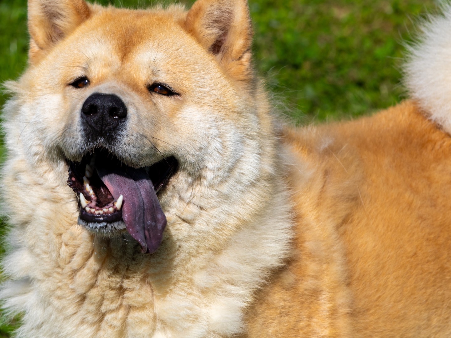 Adotta un cane, femmina, 3 anni e 11 mesi, Biella