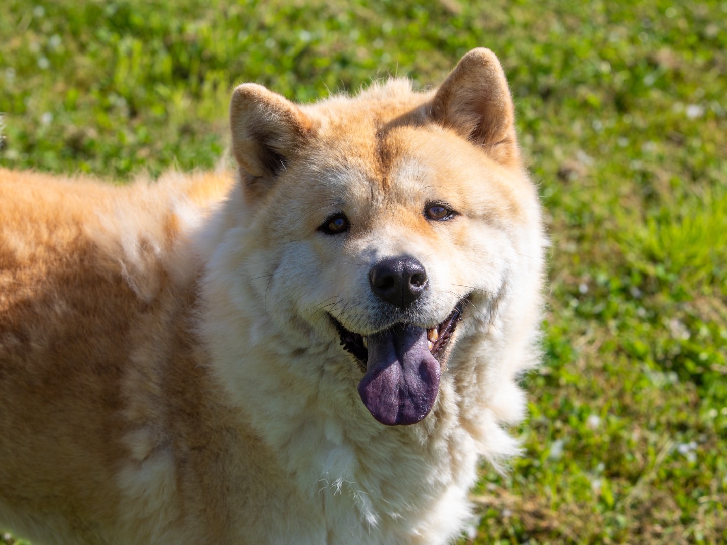 Adotta un cane, taglia media, femmina, Biella