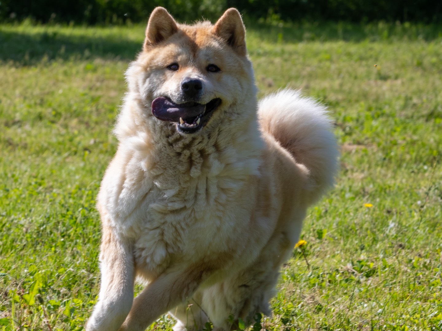 Vuoi adottare un cane a Biella?