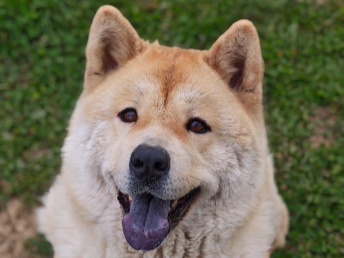 Adotta il cane Kimi a Biella