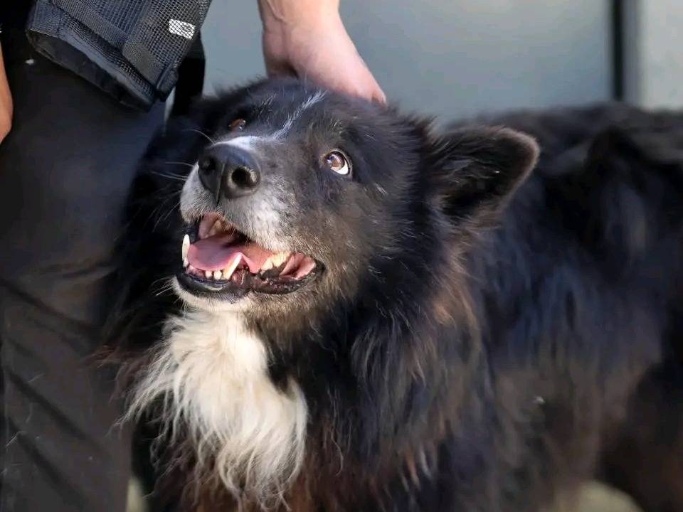 Adozione cane, maschio, Border Collie Razza sconosciuta, 7 anni, taglia media, Cremona