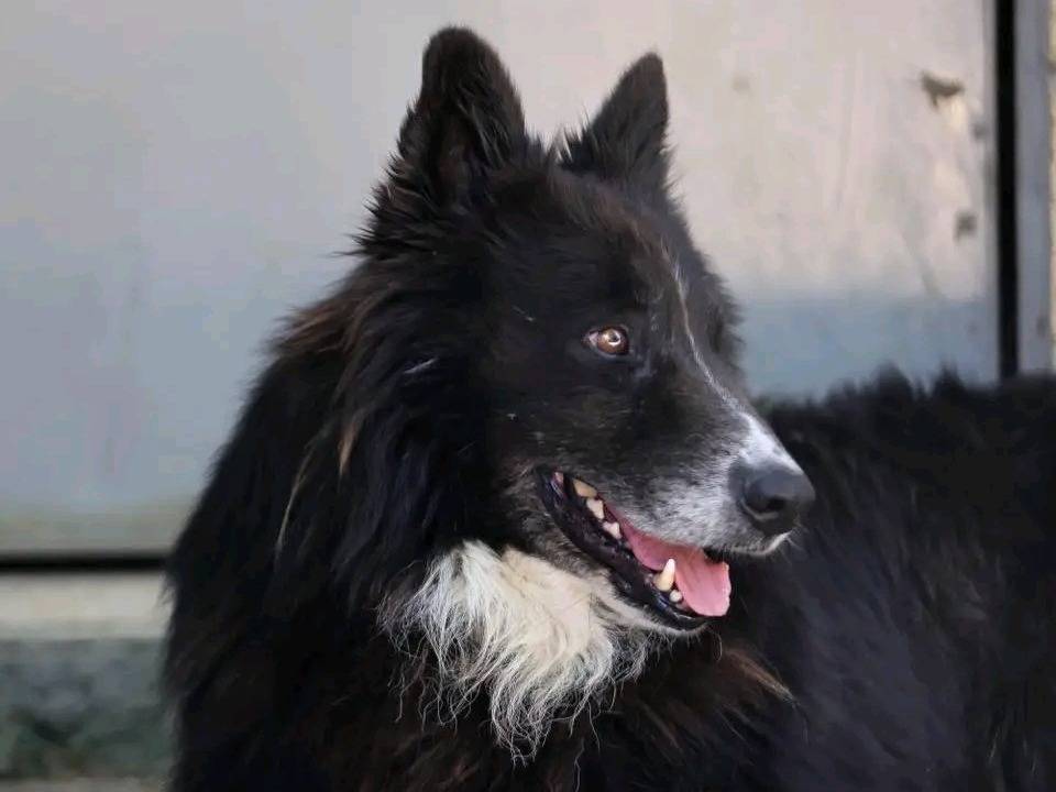 Adotta un cane, maschio, 7 anni, Cremona