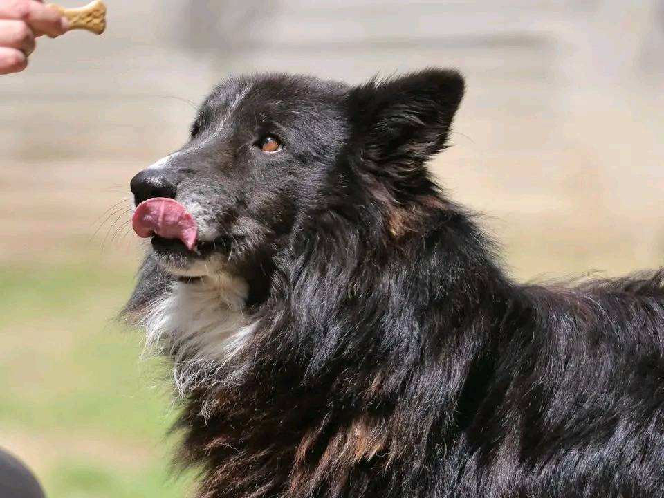 Adotta un cane, taglia media, maschio, Cremona