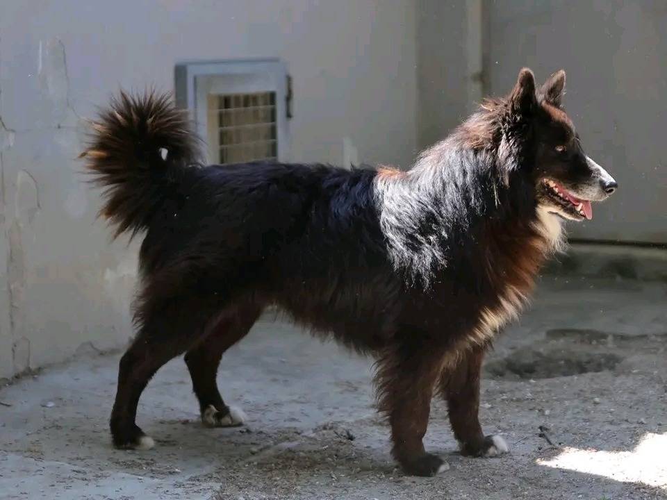 Vuoi adottare un cane a Cremona?