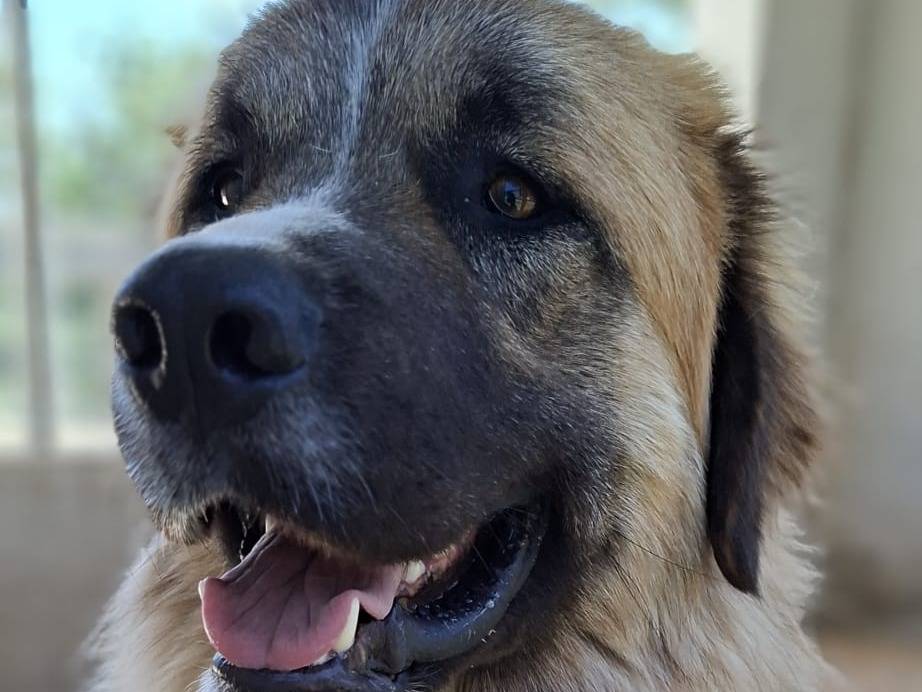 Adozione cane, maschio, Razza sconosciuta Razza sconosciuta, 10 mesi, taglia gigante, Bari