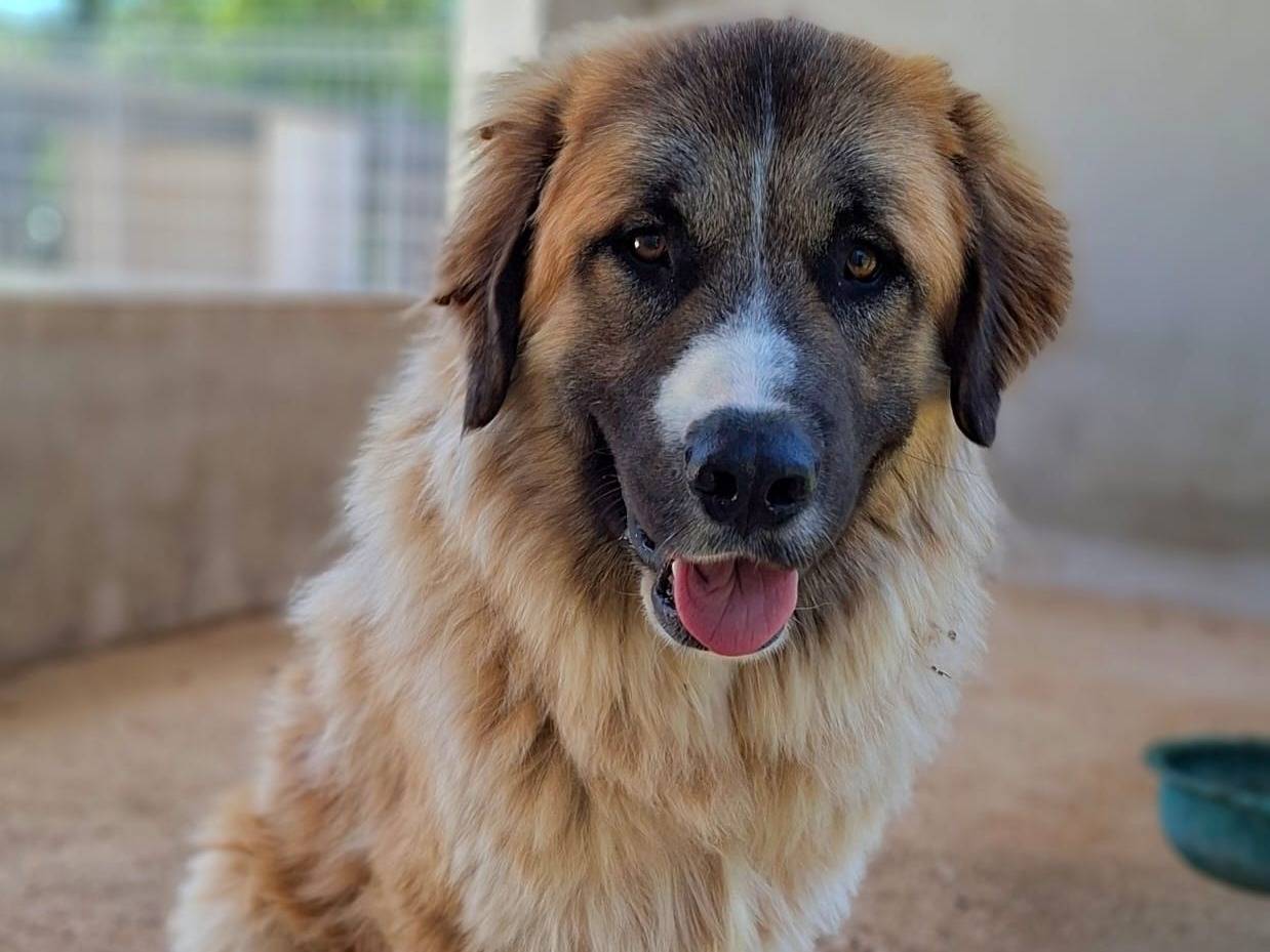Adotta un cane, maschio, 10 mesi, Bari