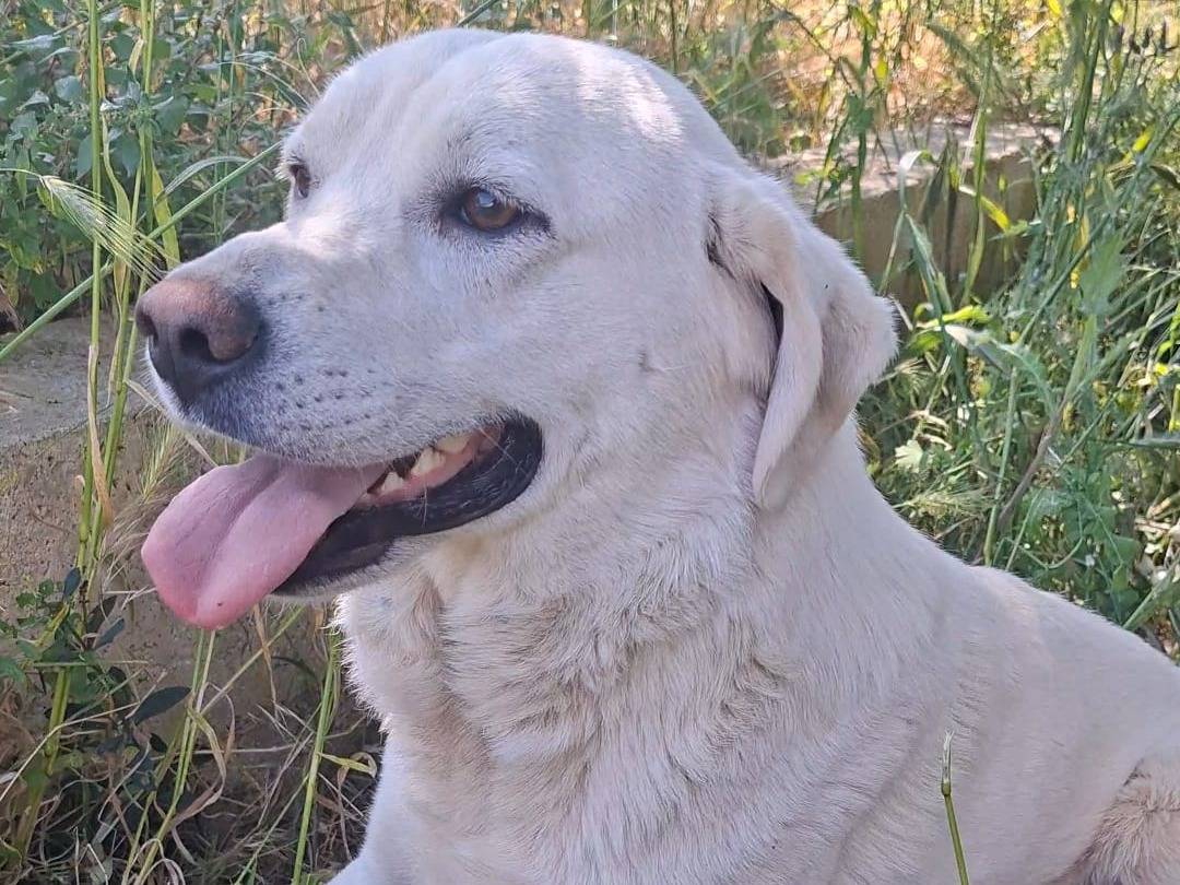 Adozione cane, maschio, Razza sconosciuta Labrador Retriever, 11 mesi, taglia media, Bari