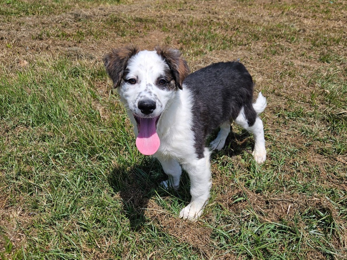 Adozione cane, maschio, Razza sconosciuta Razza sconosciuta, 2 mesi, taglia media, Crotone