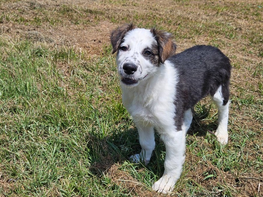 Adotta un cane, maschio, 2 mesi, Crotone