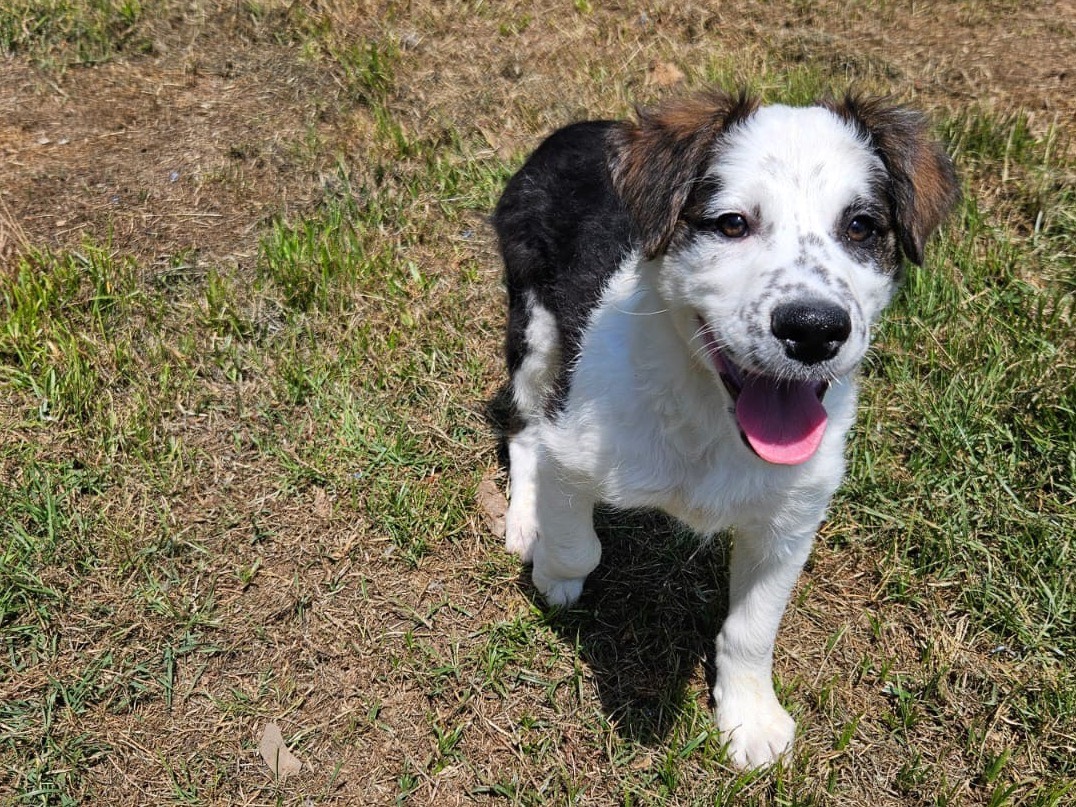 Adotta un cane, taglia media, maschio, Crotone