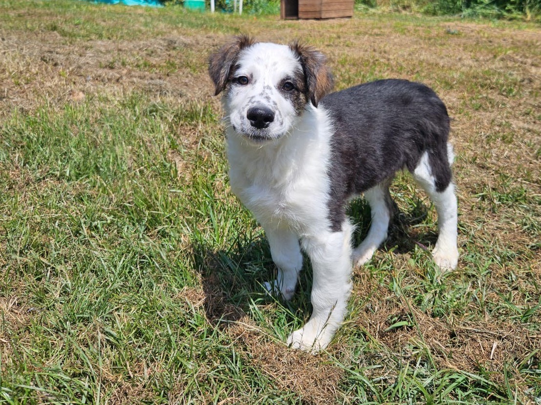 Vuoi adottare un cane a Crotone?
