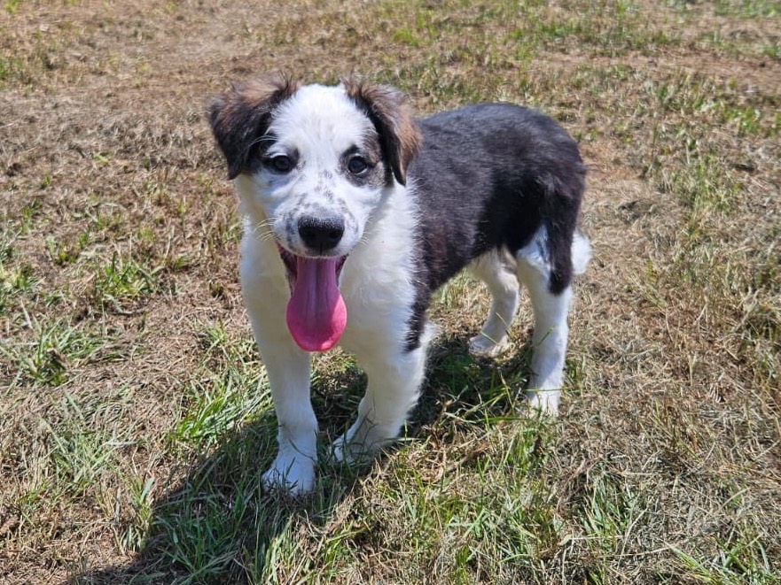 Adotta il cane MASCHIETTOTRE a Crotone