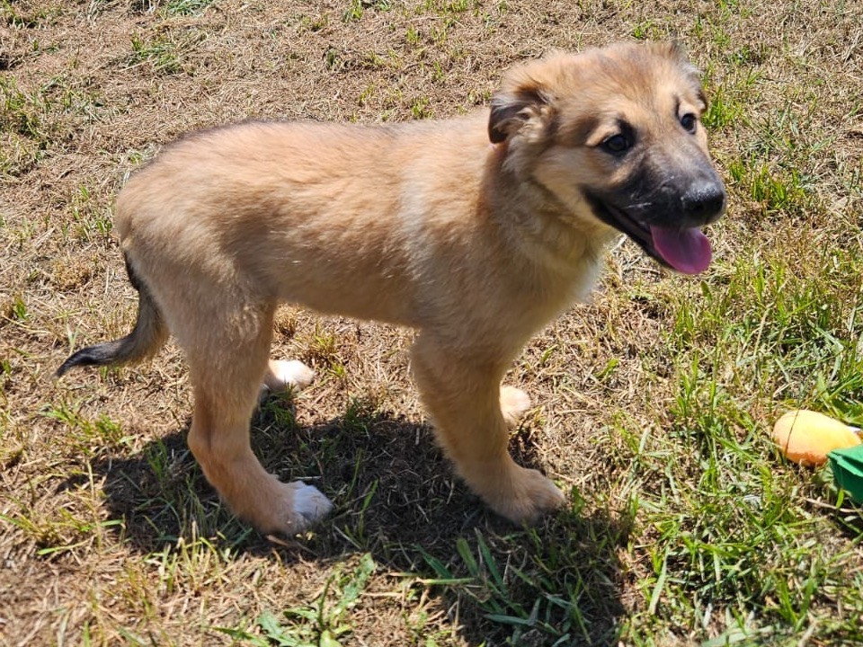 Adozione cane, maschio, Razza sconosciuta Razza sconosciuta, 2 mesi, taglia media, Crotone